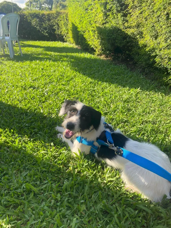 Cachorro ra a SRD-ViraLata idade 7 a 11 meses nome Paçoca 