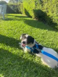 Paçoca