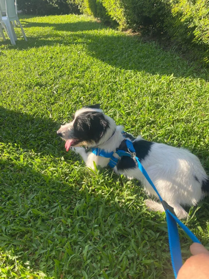 Cachorro ra a SRD-ViraLata idade 7 a 11 meses nome Paçoca 