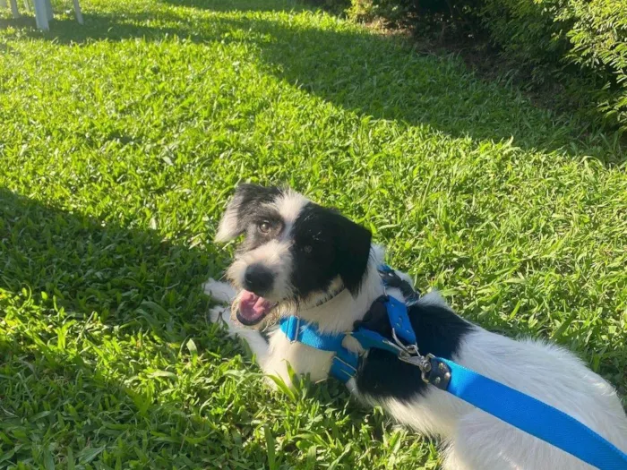 Cachorro ra a SRD-ViraLata idade 7 a 11 meses nome Paçoca 