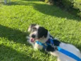 Paçoca