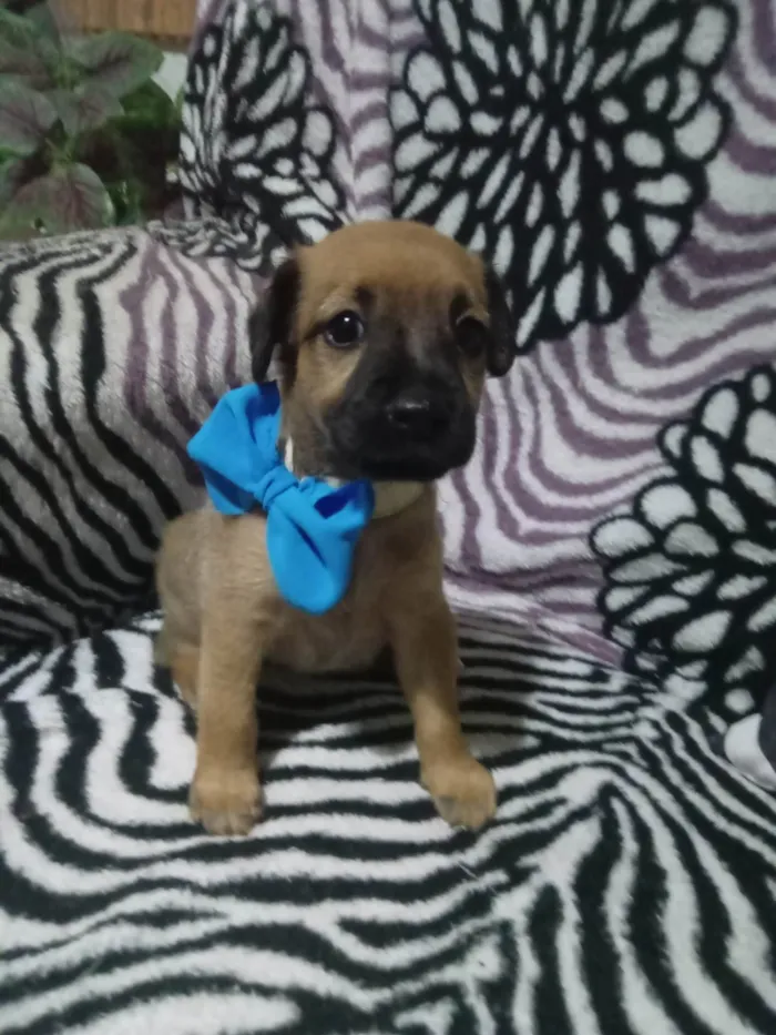 Cachorro ra a SRD-ViraLata idade 2 a 6 meses nome Duque