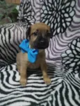 Duque