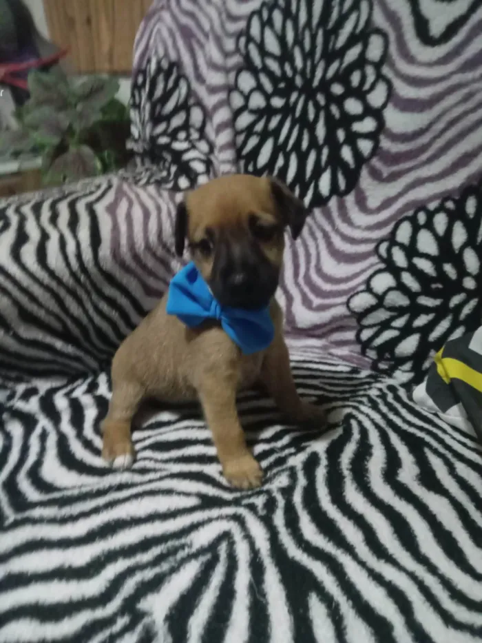 Cachorro ra a SRD-ViraLata idade 2 a 6 meses nome Duque