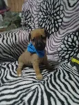 Duque