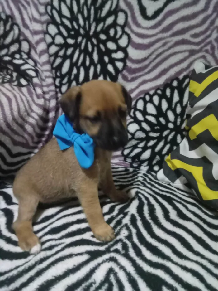 Cachorro ra a SRD-ViraLata idade 2 a 6 meses nome Duque