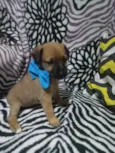 Duque
