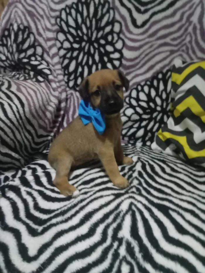 Cachorro ra a SRD-ViraLata idade 2 a 6 meses nome Duque