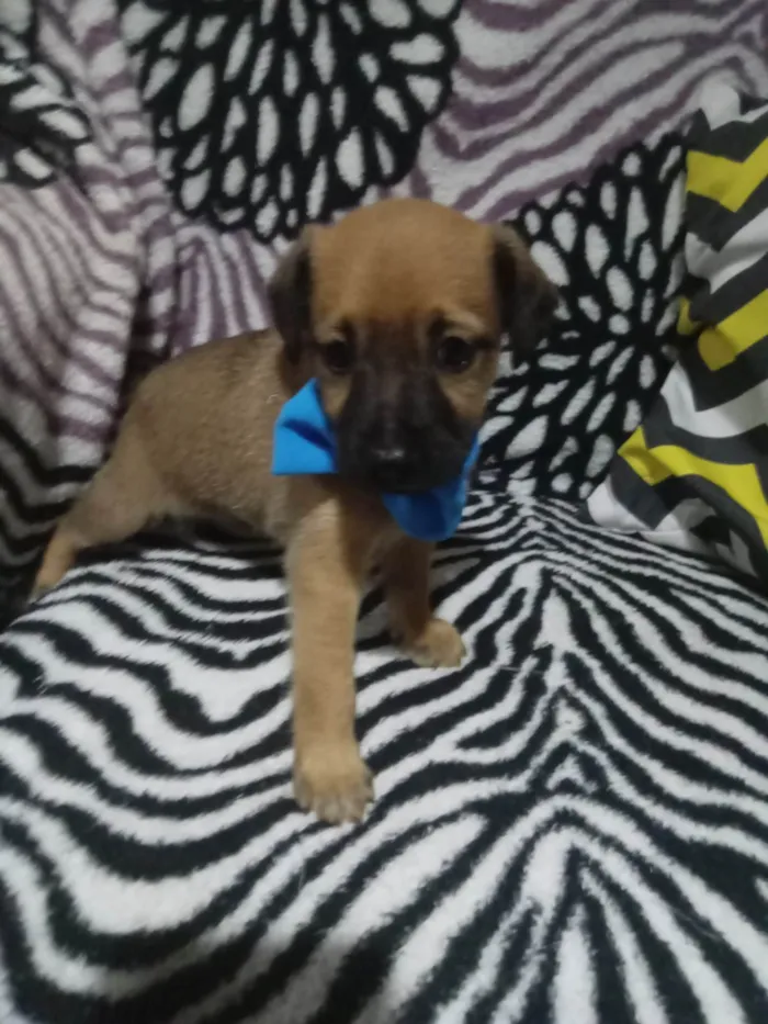 Cachorro ra a SRD-ViraLata idade 2 a 6 meses nome Duque