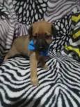 Duque