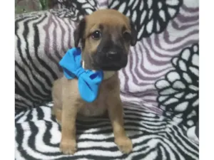 Cachorro raça SRD-ViraLata idade 2 a 6 meses nome Duque