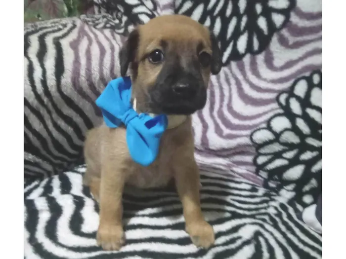 Cachorro ra a SRD-ViraLata idade 2 a 6 meses nome Duque