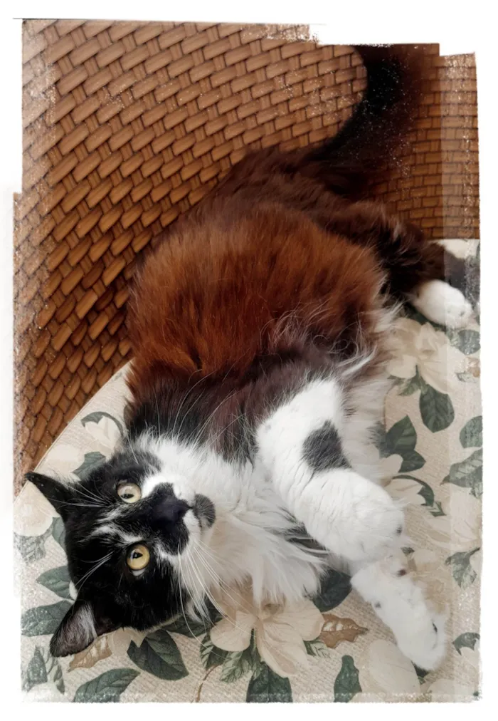 Gato ra a SRD-ViraLata idade 4 anos nome Tony