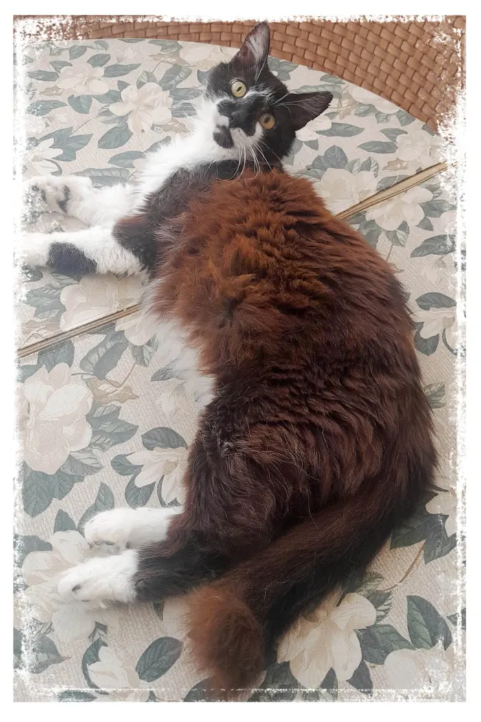 Gato ra a SRD-ViraLata idade 4 anos nome Tony