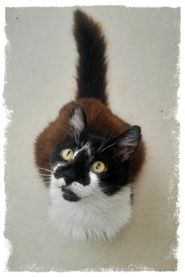 Gato ra a SRD-ViraLata idade 4 anos nome Tony