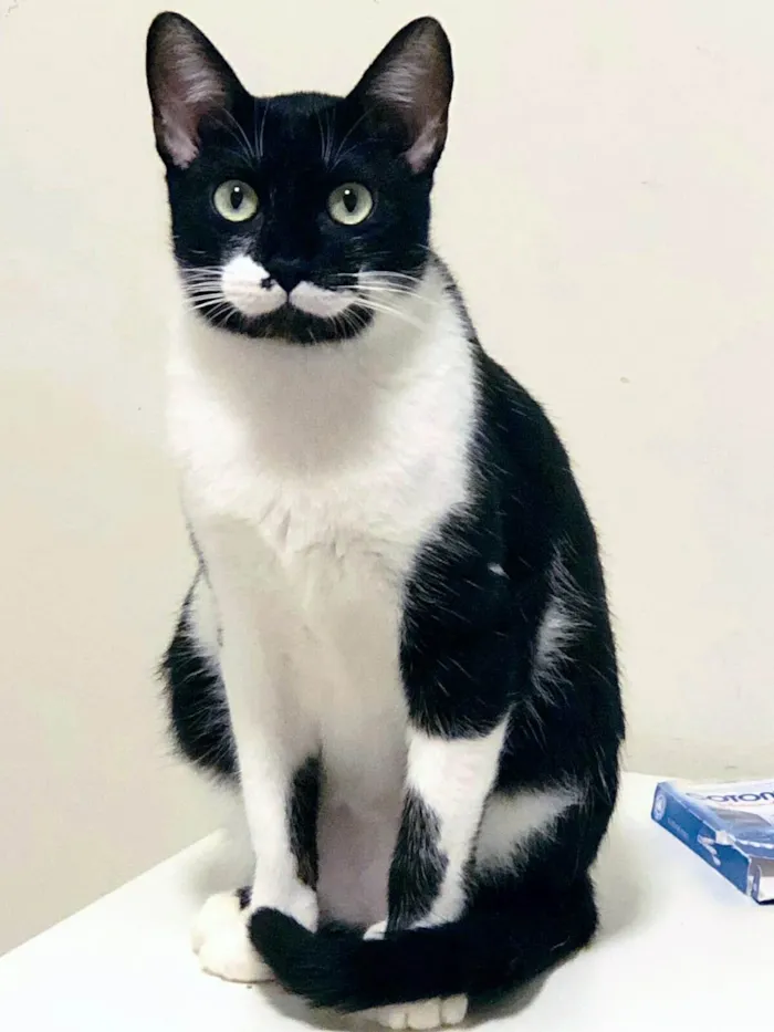 Gato ra a SRD-ViraLata idade 4 anos nome Tony