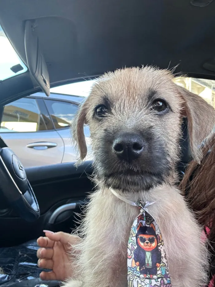 Cachorro ra a SRD-ViraLata idade 2 a 6 meses nome Toddy