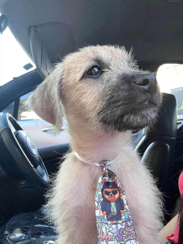 Cachorro ra a SRD-ViraLata idade 2 a 6 meses nome Toddy