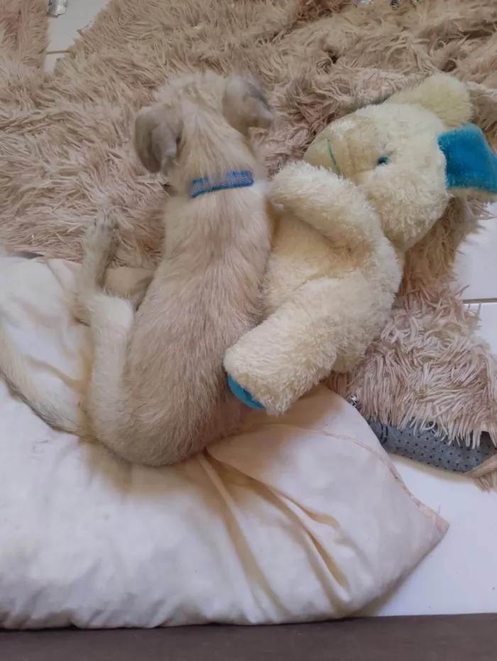 Cachorro ra a SRD-ViraLata idade 2 a 6 meses nome Toddy