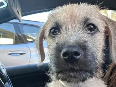 Cachorro raça SRD-ViraLata idade 2 a 6 meses nome Toddy