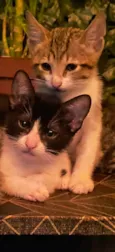 Gatos