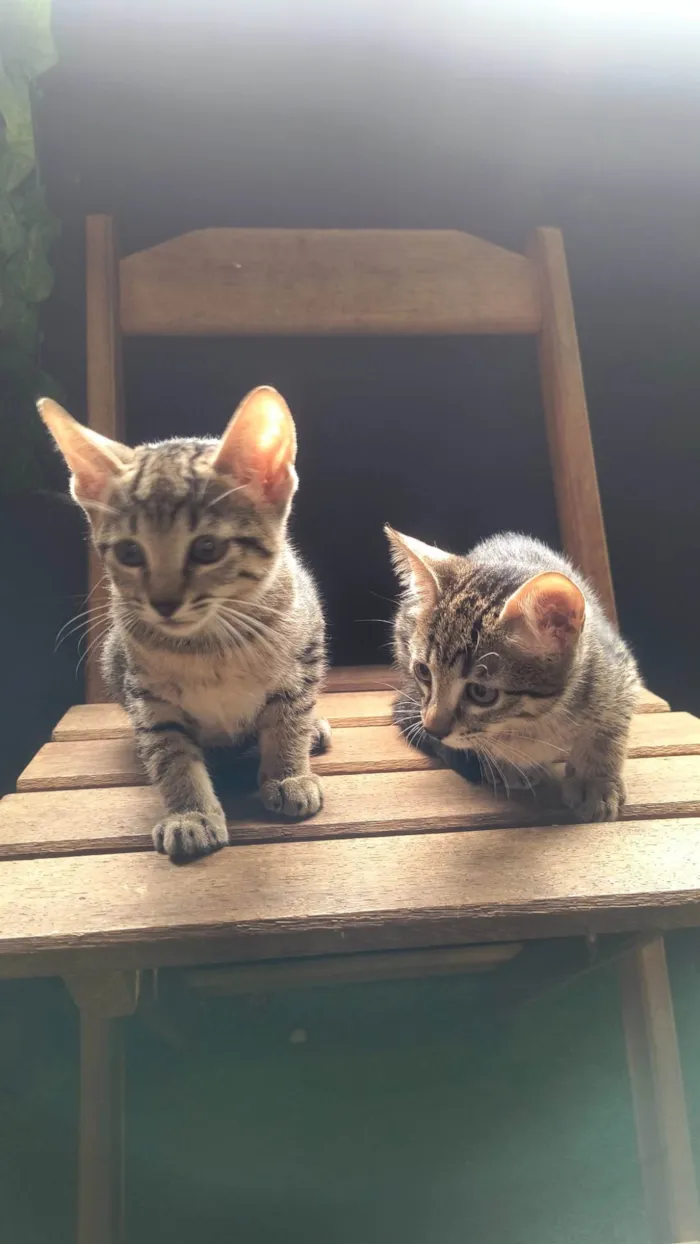 Gato ra a SRD-ViraLata idade 2 a 6 meses nome Gatos