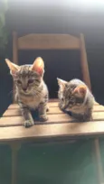 Gatos