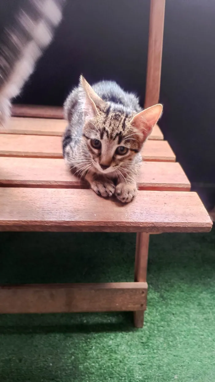 Gato ra a SRD-ViraLata idade 2 a 6 meses nome Gatos