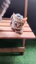Gatos