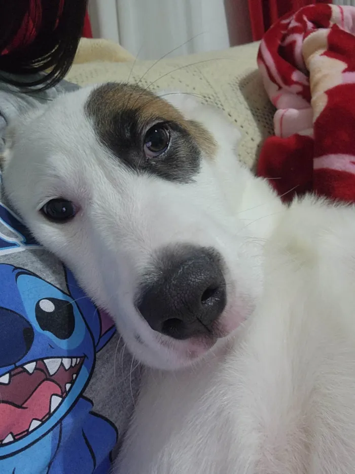 Cachorro ra a SRD-ViraLata idade 2 a 6 meses nome Kiko