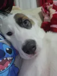 Kiko