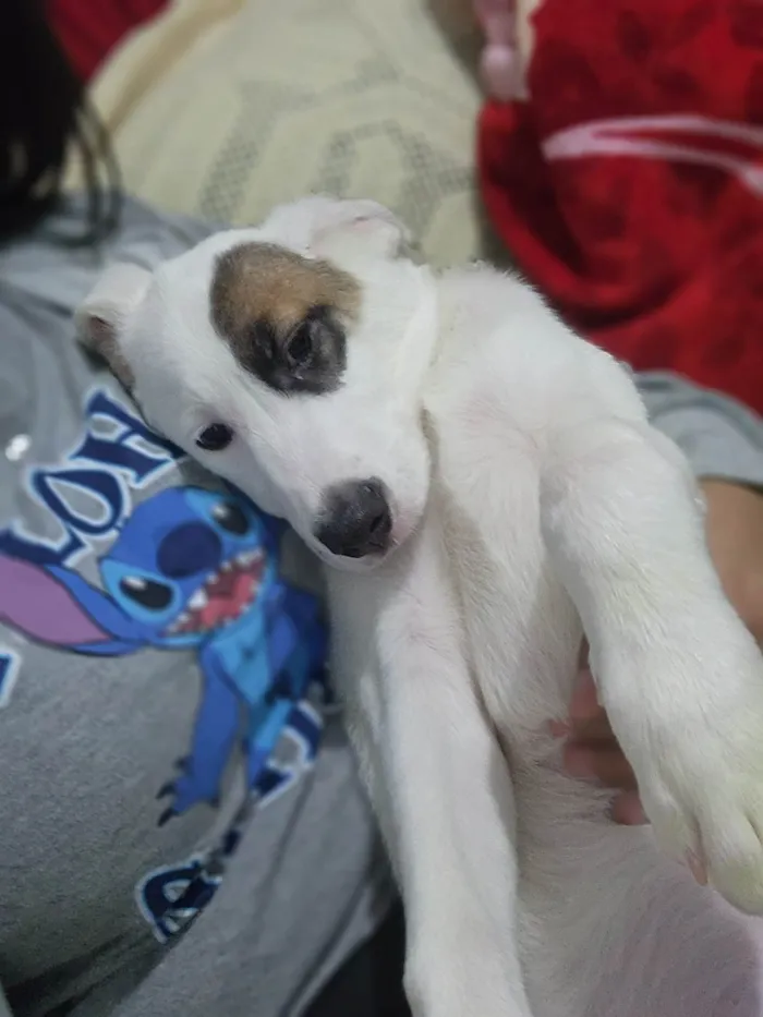 Cachorro ra a SRD-ViraLata idade 2 a 6 meses nome Kiko