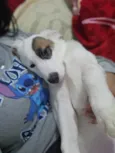 Kiko