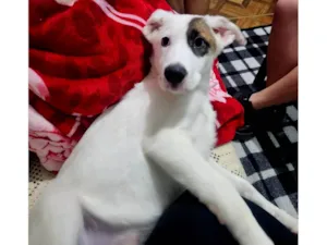 Cachorro raça SRD-ViraLata idade 2 a 6 meses nome Kiko