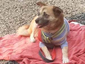 Cachorro raça SRD-ViraLata idade 6 ou mais anos nome Caramela 