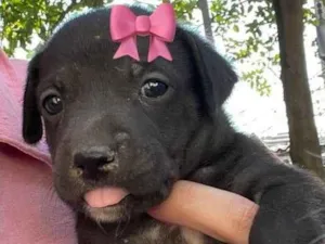 Cachorro raça SRD-ViraLata idade Abaixo de 2 meses nome Lylli