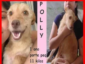 Cachorro raça SRD-ViraLata idade 1 ano nome Polly