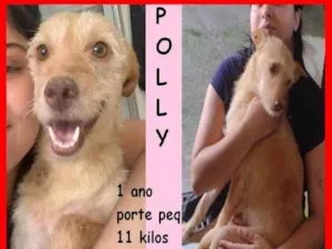 Cachorro raça SRD-ViraLata idade 1 ano nome Polly
