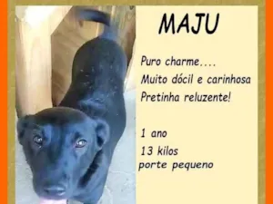 Cachorro raça SRD-ViraLata idade 1 ano nome Maju