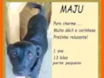 Maju