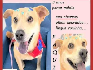 Cachorro raça SRD-ViraLata idade 3 anos nome Paquita