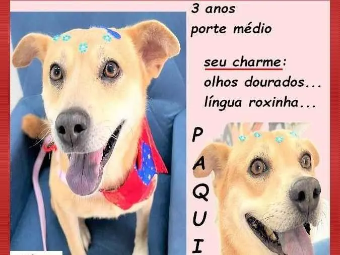 Cachorro ra a SRD-ViraLata idade 3 anos nome Paquita