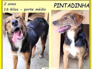 Cachorro raça SRD-ViraLata idade 2 anos nome Pintadinha