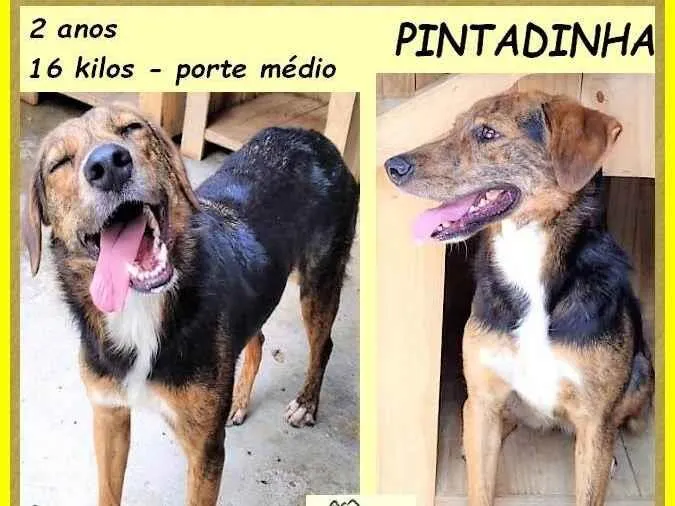 Cachorro ra a SRD-ViraLata idade 2 anos nome Pintadinha