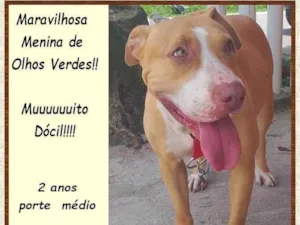 Cachorro raça SRD-ViraLata idade 2 anos nome Mel