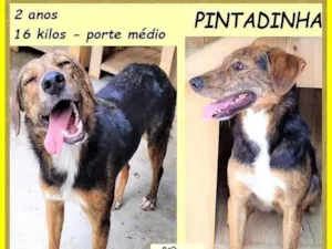 Cachorro raça SRD-ViraLata idade 2 anos nome Pintadinha