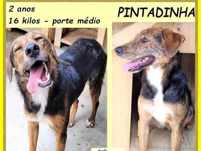 Cachorro ra a SRD-ViraLata idade 2 anos nome Pintadinha