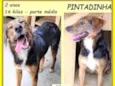 Pintadinha