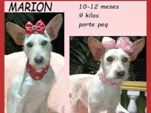 Cachorro raça SRD-ViraLata idade 7 a 11 meses nome Marion
