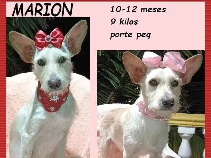 Cachorro ra a SRD-ViraLata idade 7 a 11 meses nome Marion